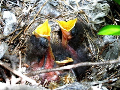 Baby Mockingbirds