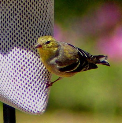 Goldfinch 18