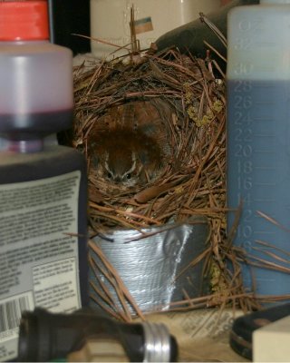 Nesting Wren in my tool shed