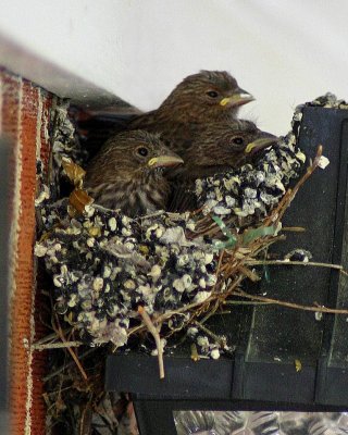 Sparrows Nest