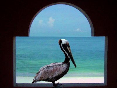 Pelican Lookout
