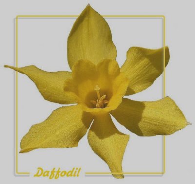 Daffodil Framed