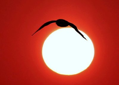 Sunset Gull
