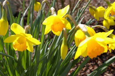 Daffodils