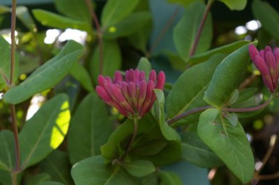 Pink Clematis Buds