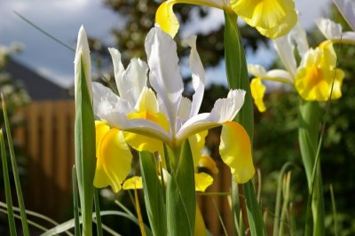 White Yellow Iris