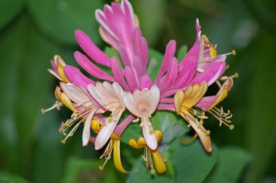 Macro Photography