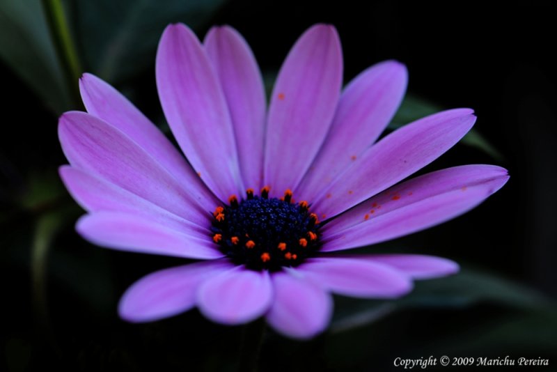 Purple African Daisy