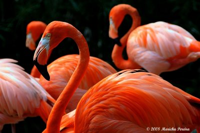 3 1/2 flamingoes