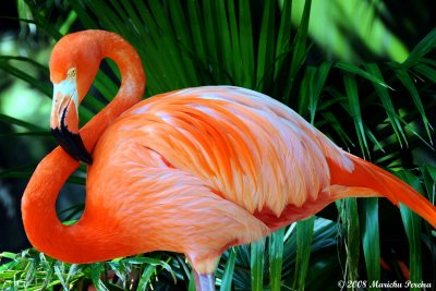 solo flamingo