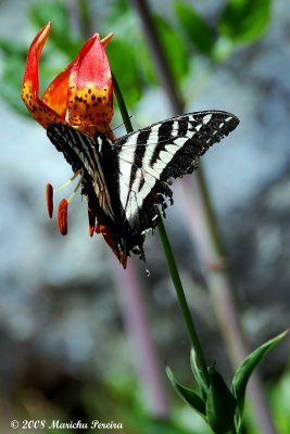 Tiger Lily and Butterfly