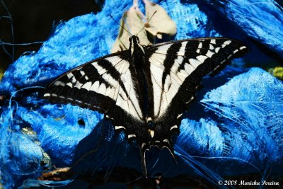 Beauty in the Trash (Butterfly in Blue Tarp)
