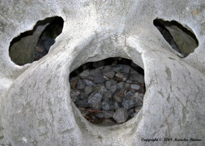 elephant seal skull
