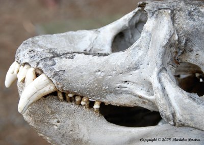 shark's skull