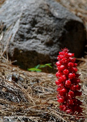 rare red wildflower