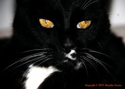 The Eyes Have It - Kitty Lou of La Jolla
