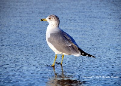 Gull By The Shore, 3rd place Nature LVCC 02/01/10