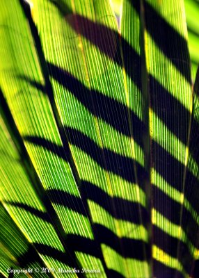 Shadow Palm