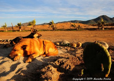 A Dogs Dawn, Baja California 