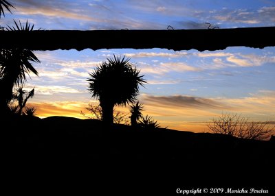 Yucca Dawn (2)