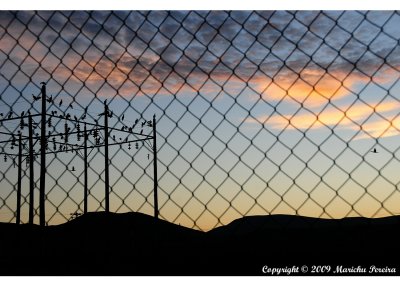 Fenced Dawn