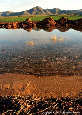 A Wet Winter, Baja California