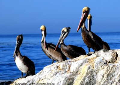 Los Pelicanos