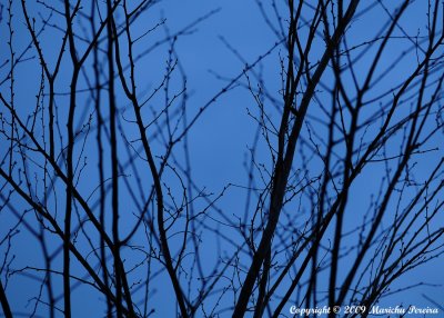 Twigs