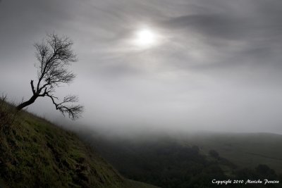 Silhouette Of The Foggy Tree, Honorable Mention Pictorial Projected Basic LVCC 04/19/10