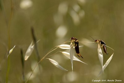 Earwigs (Forficula Auricularia) Hanging on the Grass, Honorable Mention N4C July2010, 1st place LVCC  Nature Projected Basic