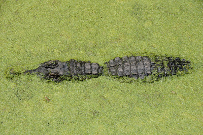 gator in swamp