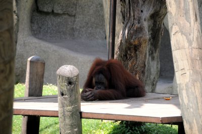 yoga orangutan