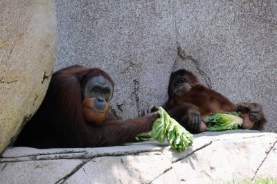 lazy orangutan