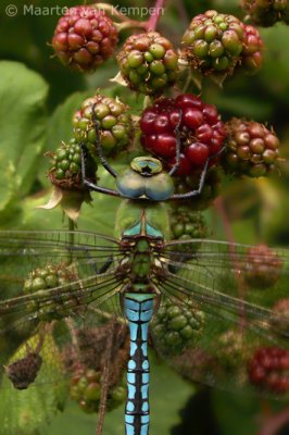 Emperor dragonfly <BR>(Anax imperator)