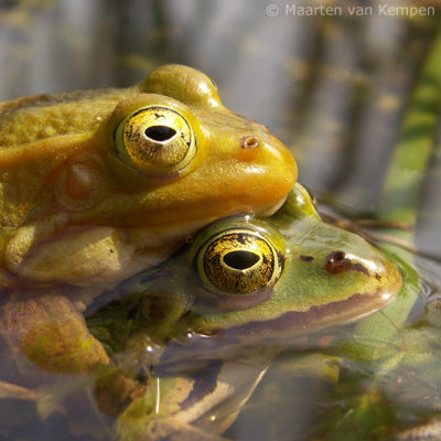 Pool frog (Rana lessonae)