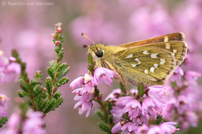 Silver-spotted skipper (Hesperia comma)