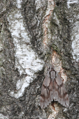Pine hawk-moth (Sphinx pinastri)