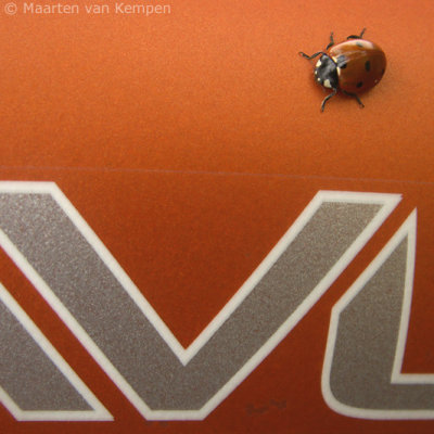 7-spotted ladybird (Coc-cinella septempunctata)
