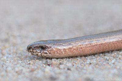 Slow worm (Anguis fragalis)