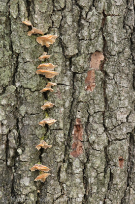 Turkey tail (Trametes versicolor)
