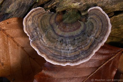 Turkey tail (Trametes versicolor)