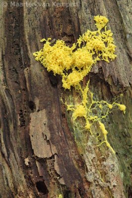 Scrambled-egg slime mold (Fulico septica)