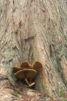 Shaggy scalycap (Pholiota squarrosa)