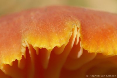 Blackening waxcap (Hygrocybe conica)