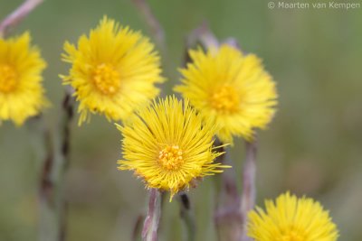 Coltsfood (Tussilago farfara)