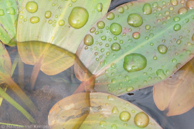 Floating pondweed (Potamogeton natans)