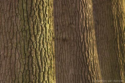 Common oak (Quercus robur)