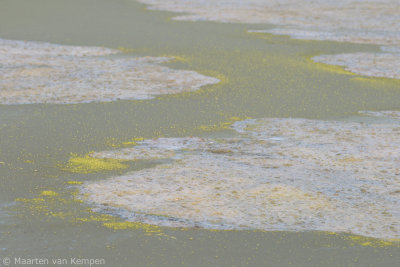 Composition of algae