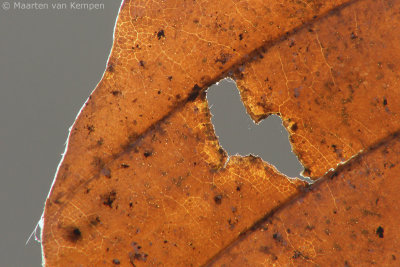 The eye of the leaf