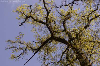 Common oak <BR>(Quercus robur)